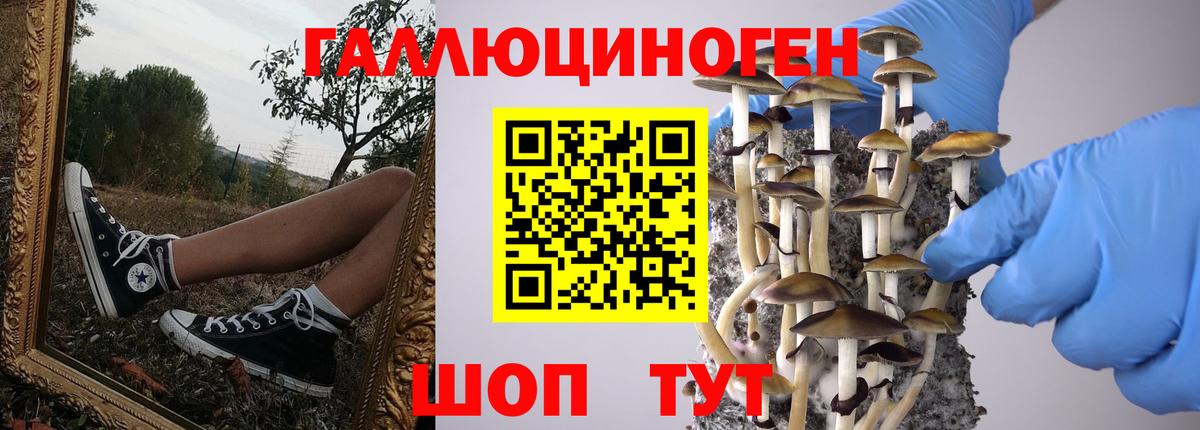 Галлюциногенные грибы Psilocybe Санкт-Петербург